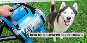 best dog blowers for shedding