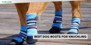 best dog boots for knuckling