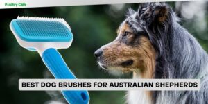 best dog brushes for australian shepherds