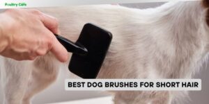 best dog brushes for short hair