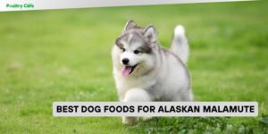 best dog foods for alaskan malamute