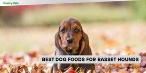 best dog foods for basset hounds