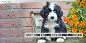 best dog foods for bernedoodles