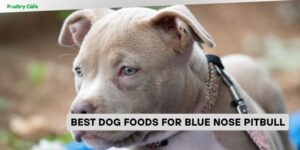 best dog foods for blue nose pitbull