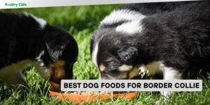 best dog foods for border collie