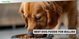 best dog foods for bullies
