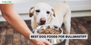 best dog foods for bullmastiff