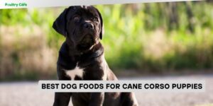 best dog foods for cane corso puppies