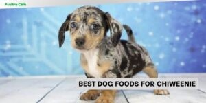 best dog foods for chiweenie