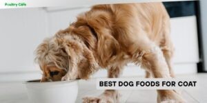best dog foods for coat
