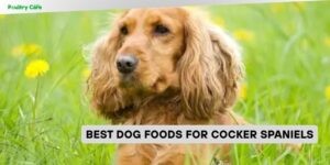 best dog foods for cocker spaniels