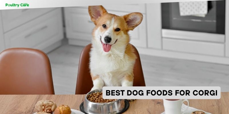 best dog foods for corgi