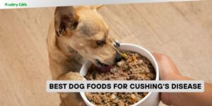 best dog foods for cushings disease