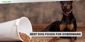 best dog foods for dobermans