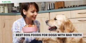best dog foods for dogs with bad teeth