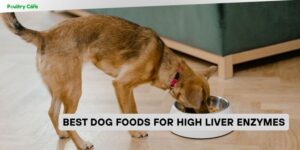 best dog foods for high liver enzymes