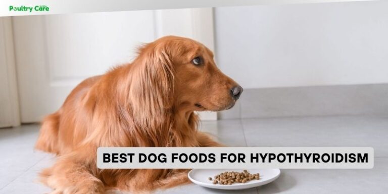 8 Best Dog Foods For Hypothyroidism (2026), Tested and Reviewed
