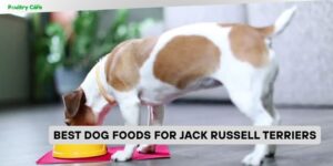 best dog foods for jack russell terriers