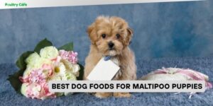 best dog foods for maltipoo puppies