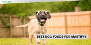 best dog foods for mastiffs