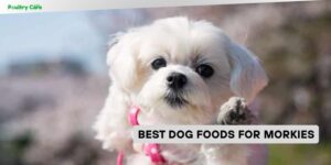 best dog foods for morkies