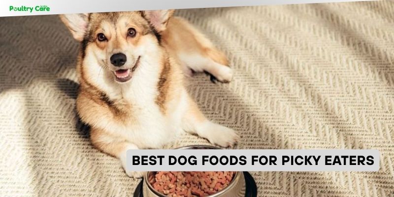 best dog foods for picky eaters