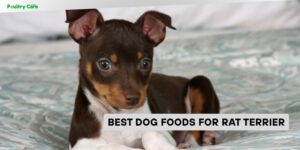 best dog foods for rat terrier