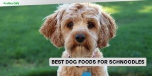 best dog foods for schnoodles