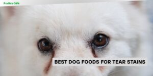 best dog foods for tear stains