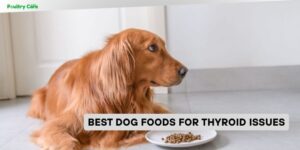best dog foods for thyroid issues