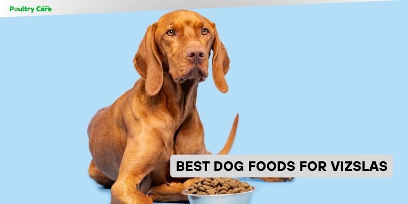best dog foods for vizslas