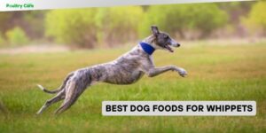 best dog foods for whippets