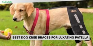 best dog knee braces for luxating patella
