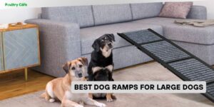 best dog ramps for large dogs