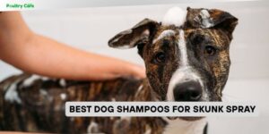best dog shampoos for skunk spray