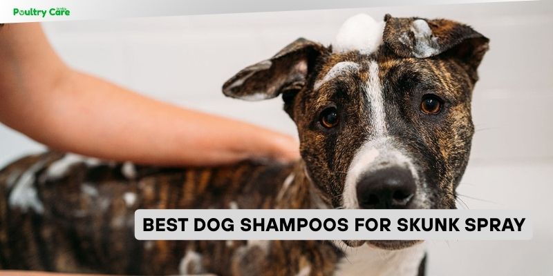 best dog shampoos for skunk spray