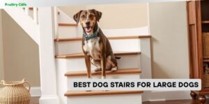 best dog stairs for large dogs
