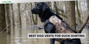 best dog vests for duck hunting