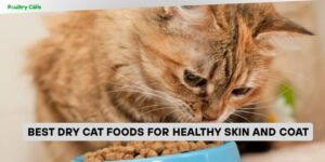 best dry cat foods for healthy skin and coat