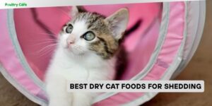 best dry cat foods for shedding