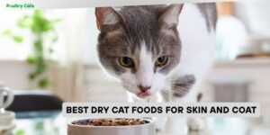 best dry cat foods for skin and coat