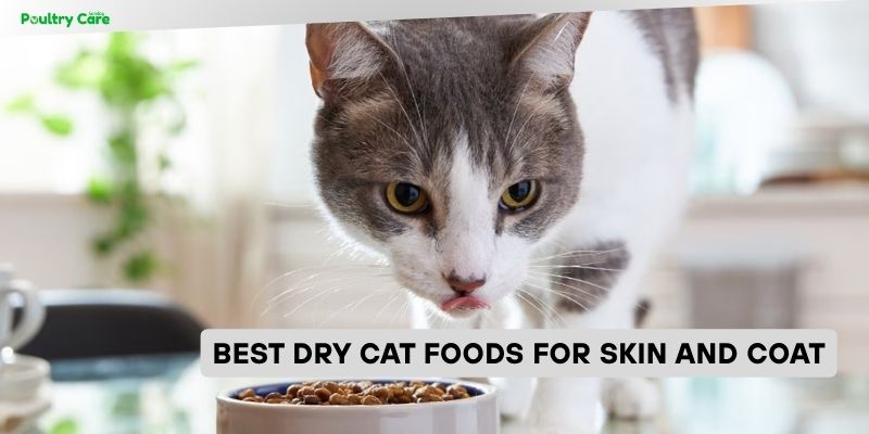 best dry cat foods for skin and coat