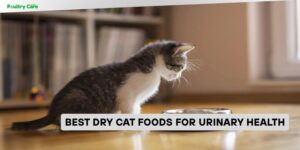 best dry cat foods for urinary health