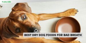 best dry dog foods for bad breath