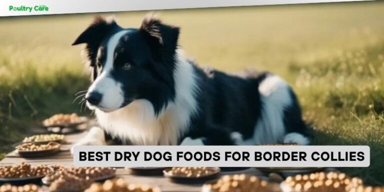 Picture of Our 8 Best Dry Dog Foods For Border Collies 2025, According to Experts