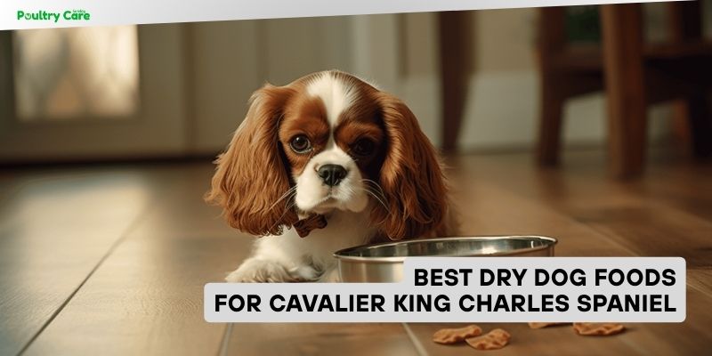 best dry dog foods for cavalier king charles spaniel
