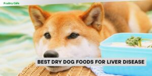 best dry dog foods for liver disease