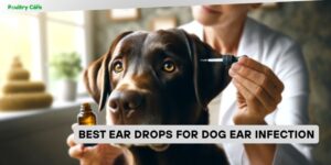 best ear drops for dog ear infection