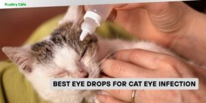 best eye drops for cat eye infection