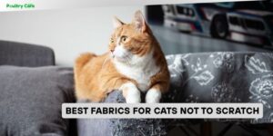 best fabrics for cats not to scratch